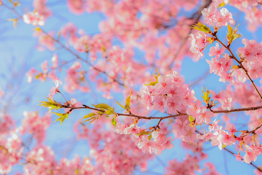 青空の下で満開の河津桜